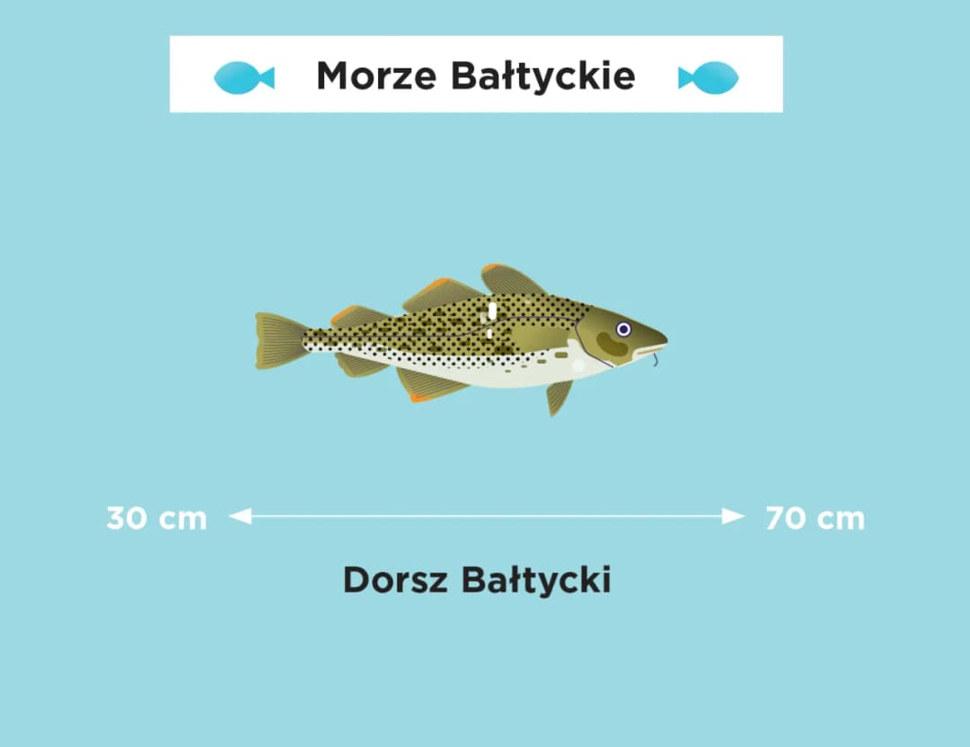 Jak się pisze Morze Bałtyckie? Uniknij tych powszechnych błędów