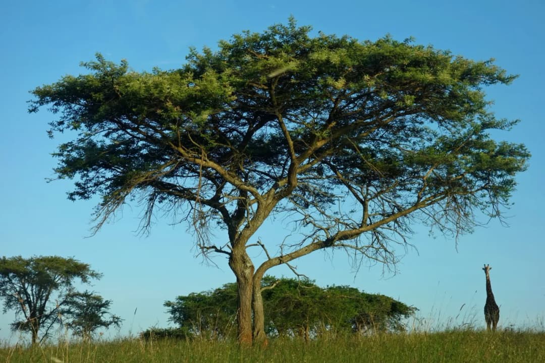 Czy w Rwandzie jest bezpiecznie? Odkryj zagrożenia i porady dla turystów